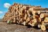 Деревина на аукціонах в Україні: переваги та умови покупки